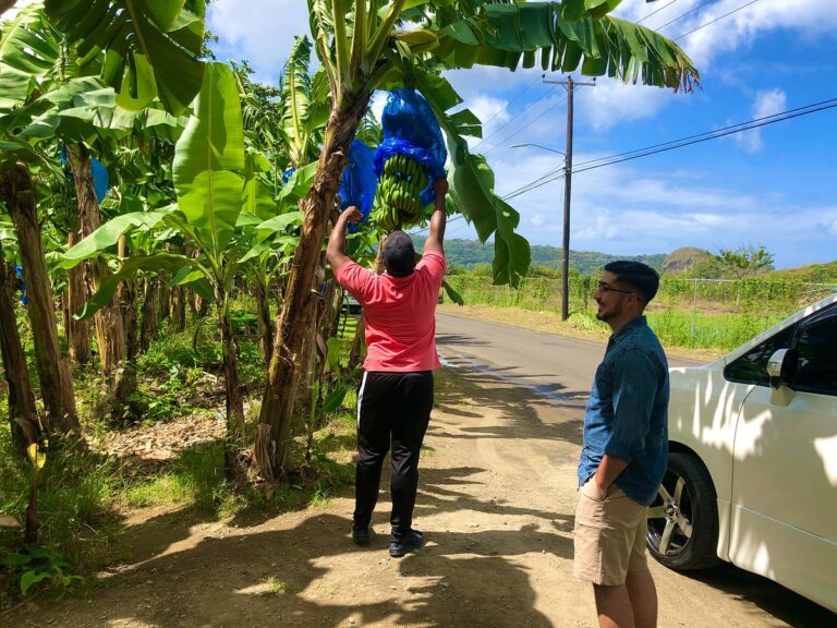 bananaplantation Discover Soufriere Saint Lucia